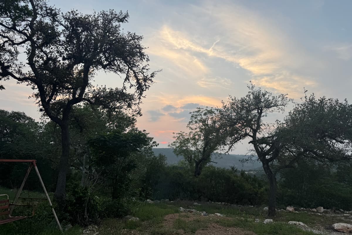 Live oaks silhouetted against a soft evening sky on the land.